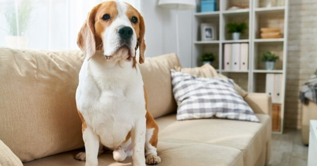 How to Remove Pet Smell From House and Furniture 9 Tips